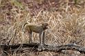 031 Bandavghar Nationaal Park, Rhesus aap